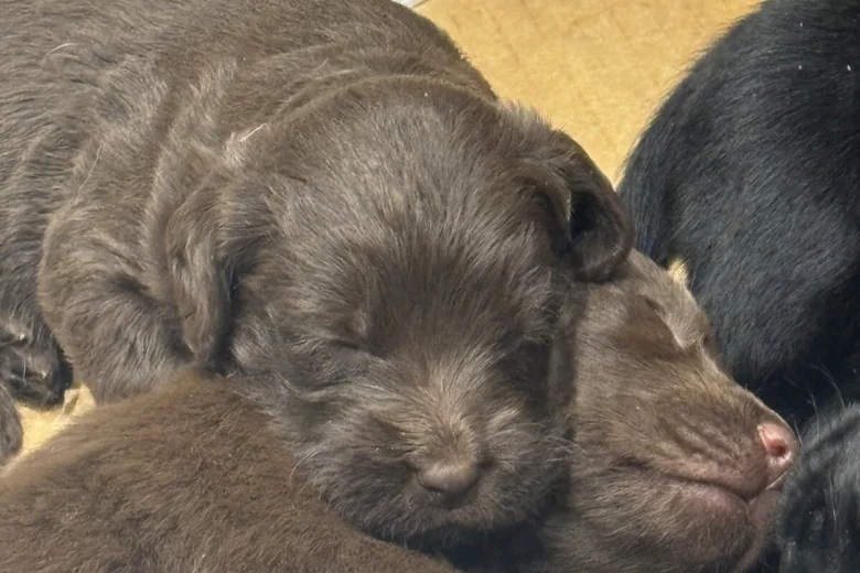 Mixed Breed