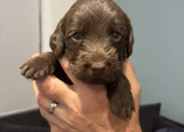 Puppy 5