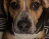 Mixed Breed