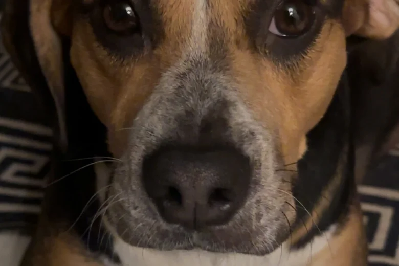 Mixed Breed