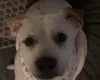 Mixed Breed