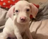 Mixed Breed
