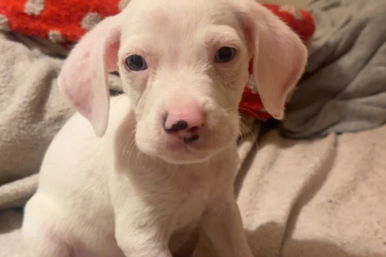 Mixed Breed
