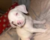 Mixed Breed