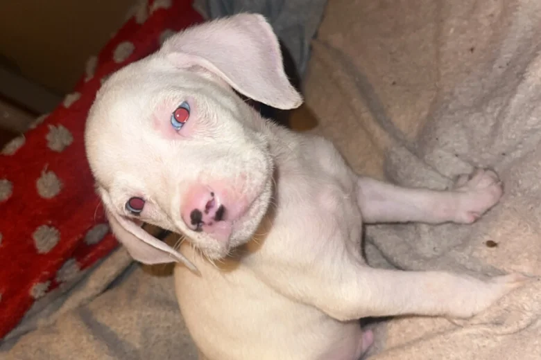 Mixed Breed