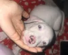 Mixed Breed