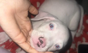 Mixed Breed