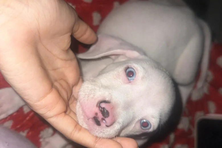 Mixed Breed