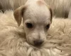 Mixed Breed