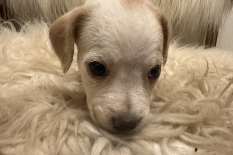 Mixed Breed