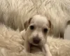 Mixed Breed
