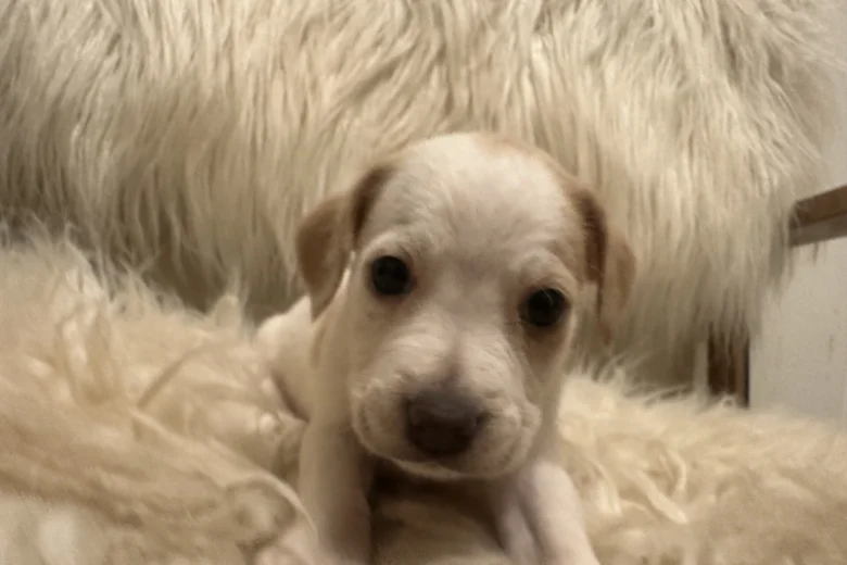 Mixed Breed