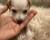 Mixed Breed