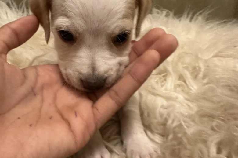 Mixed Breed