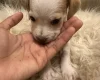 Mixed Breed