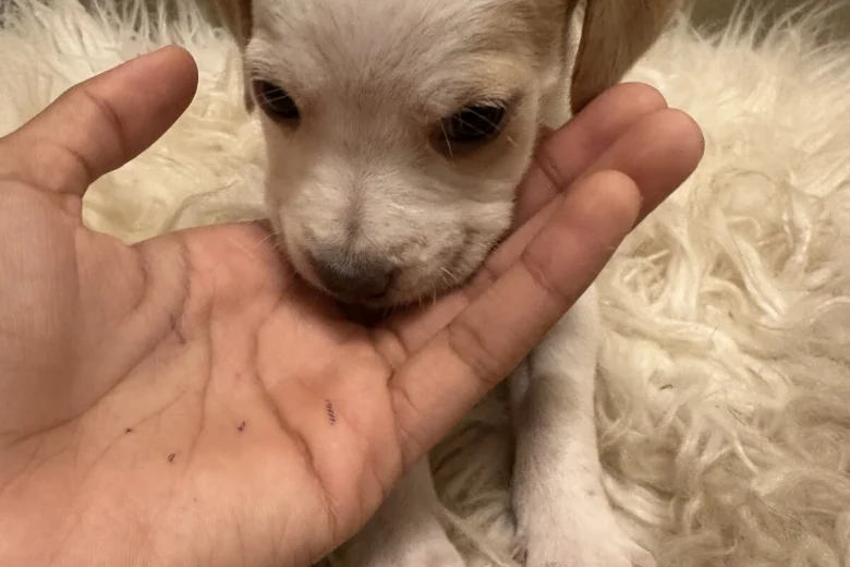 Mixed Breed