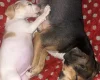 Mixed Breed