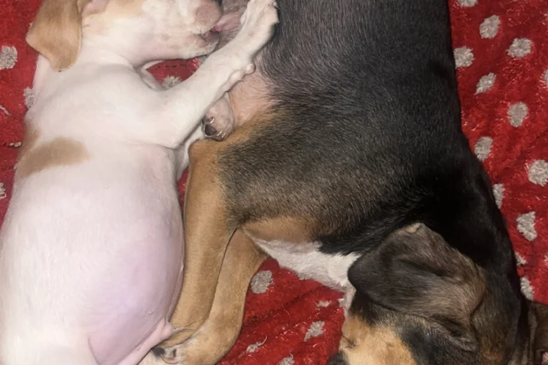 Mixed Breed