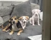 Mixed Breed