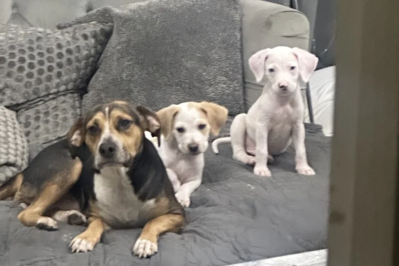 Mixed Breed