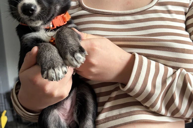Mixed Breed
