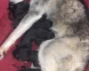 Mixed Breed