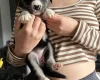 Mixed Breed