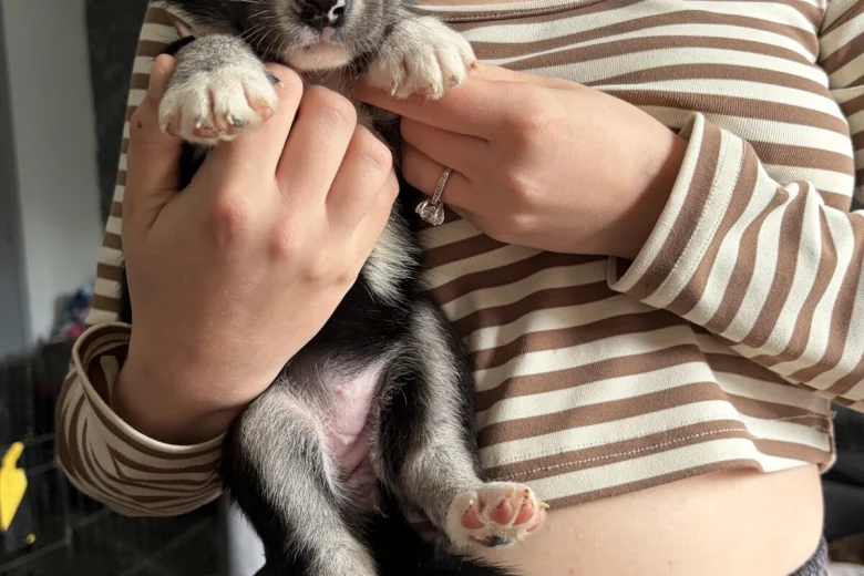 Mixed Breed