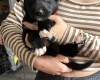 Mixed Breed