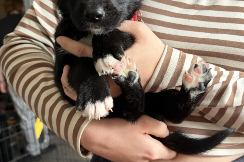 Mixed Breed