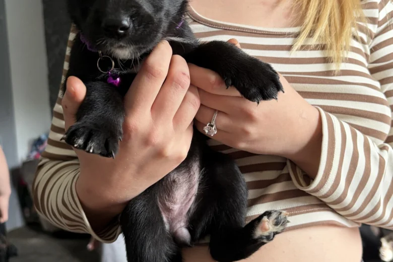 Mixed Breed