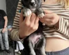 Mixed Breed