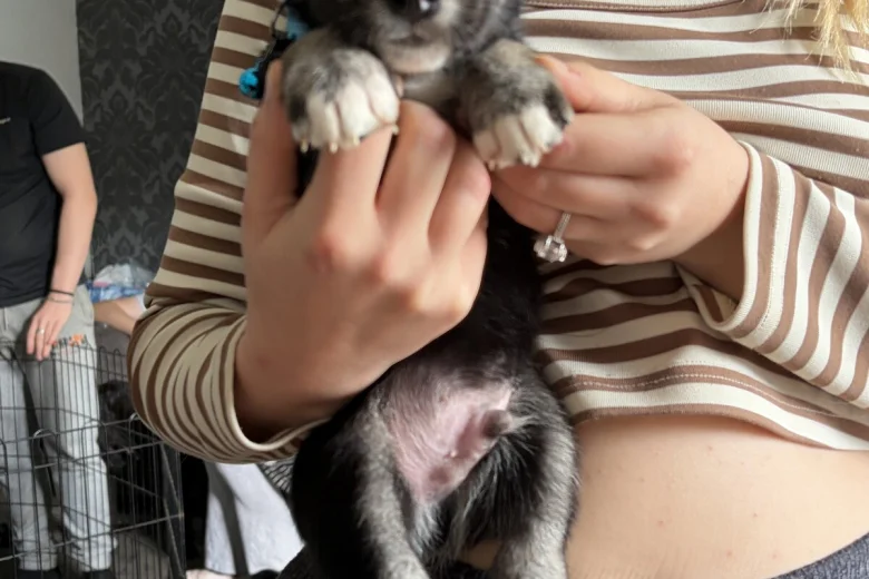 Mixed Breed