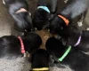 Mixed Breed