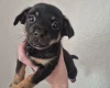 Mixed Breed