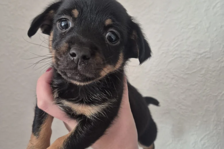 Mixed Breed
