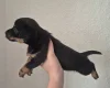 Mixed Breed