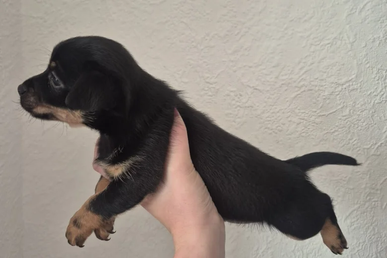 Mixed Breed