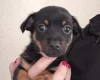Mixed Breed