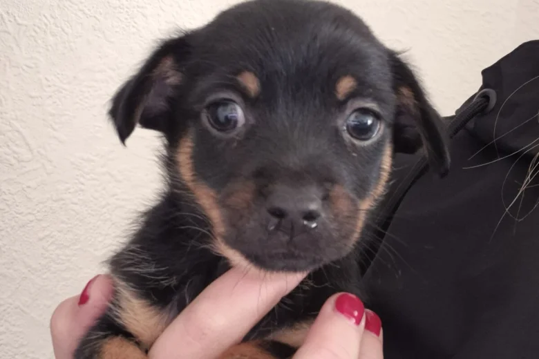 Mixed Breed