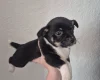 Mixed Breed
