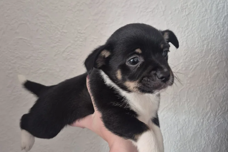 Mixed Breed