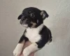 Mixed Breed