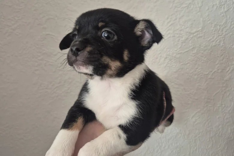 Mixed Breed
