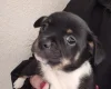 Mixed Breed
