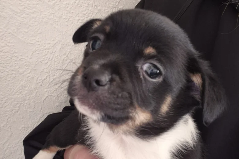 Mixed Breed