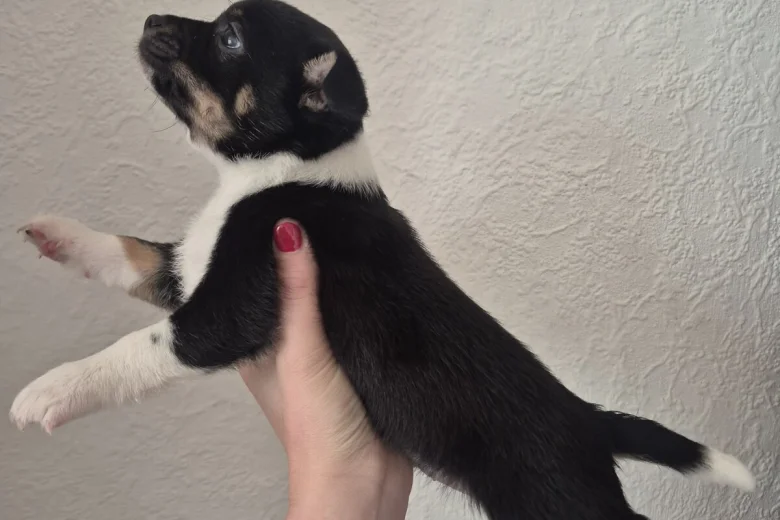 Mixed Breed