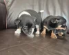 Mixed Breed