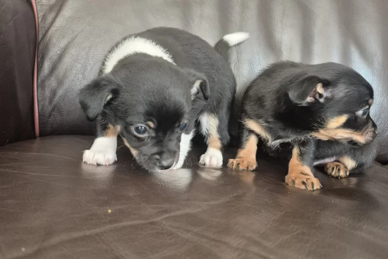 Mixed Breed