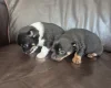 Mixed Breed